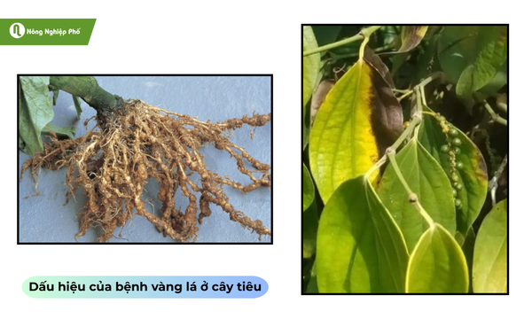 Dấu hiệu của bệnh xuất hiện nốt sần hay lá xanh chuyển sang vàng