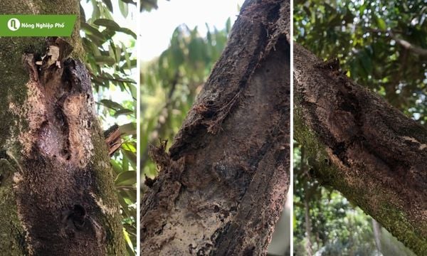 Xì mủ thân. Căn bệnh âm thầm khiến cây suy kiệt và cách phòng trị từ sớm
