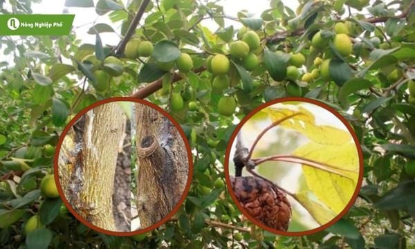 Xì mủ thân. Căn bệnh âm thầm khiến cây suy kiệt và cách phòng trị từ sớm