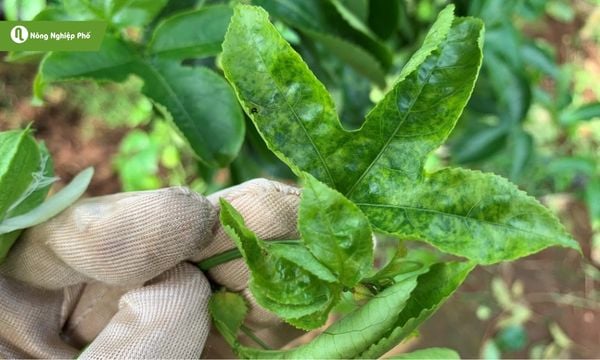 Cách trị bệnh xoăn lá cho cây trồng, hạn chế lây lan