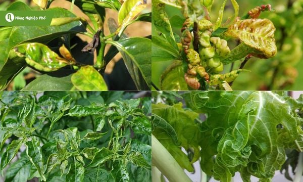 Cách trị bệnh xoăn lá cho cây trồng, hạn chế lây lan