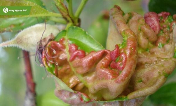 Cách trị bệnh xoăn lá cho cây trồng, hạn chế lây lan