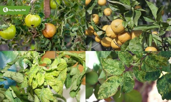 Cách trị bệnh xoăn lá cho cây trồng, hạn chế lây lan