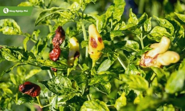 Cách trị bệnh xoăn lá cho cây trồng, hạn chế lây lan