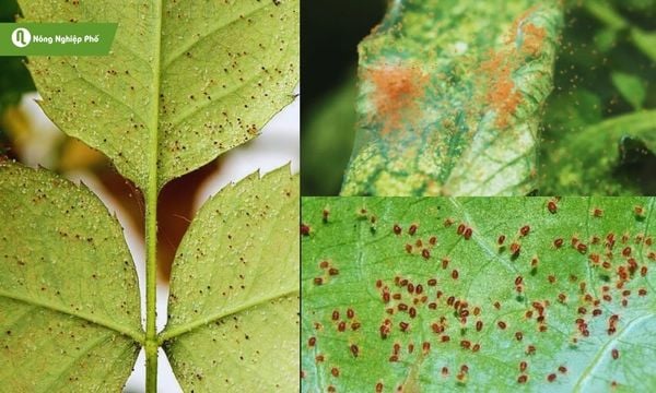 biểu hiện cây bị nhện đỏ