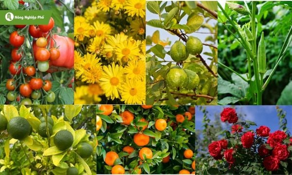 biểu hiện cây bị nhện đỏ