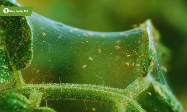 biểu hiện cây bị nhện đỏ