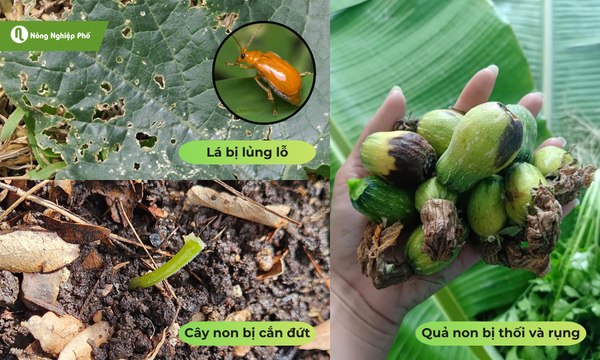Các triệu chứng do bọ dưa để lại