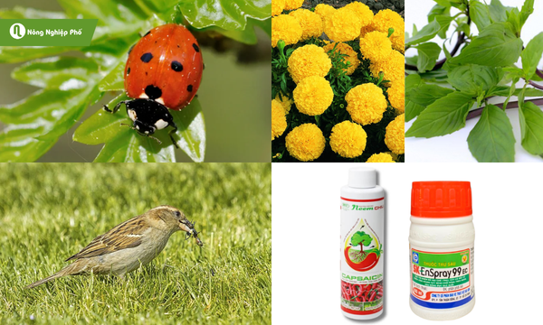 Khuyến khích sử dụng thiên địch để đảm bảo an toàn cho cây