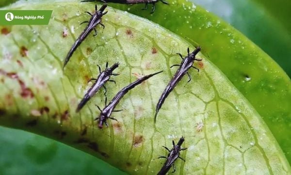 bọ trĩ hại ớt