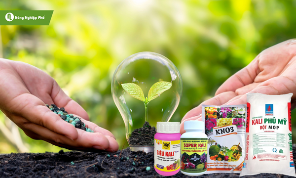 Bón kali cải thiện rõ rệt đến chất lượng nông sản