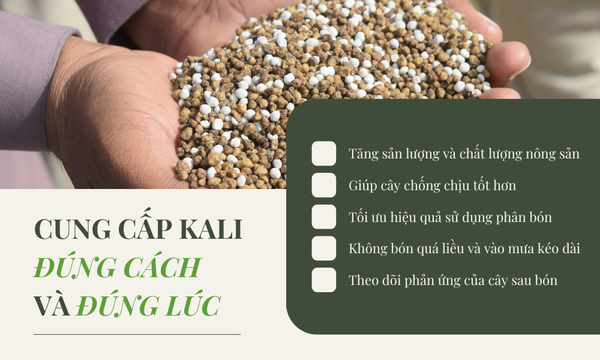 Bón kali đúng cách, đúng thời điểm giúp cây đạt năng suất cao