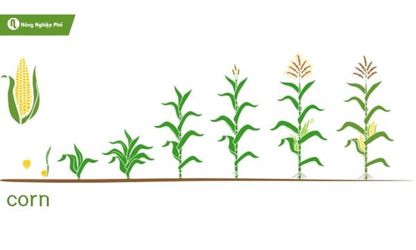 Giai đoạn sinh trưởng ở cây bắp.
