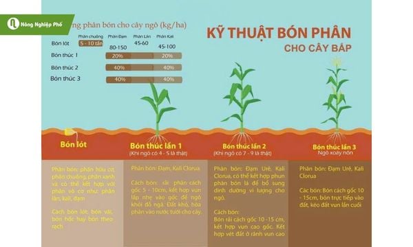 Các giai đoạn bón phân cây bắp chia theo từng giai đoạn.