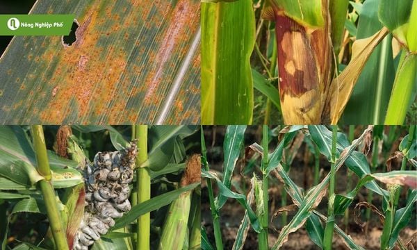 Các loại bệnh ở cây bắp.