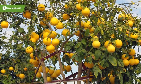 Bưởi Diễn rụng quả non, nguyên nhân là gì?