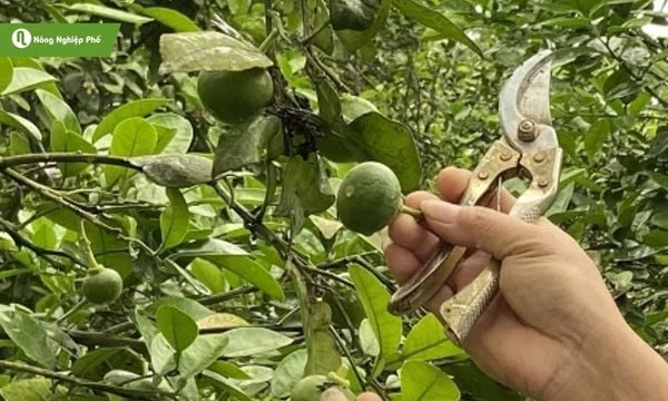 Tỉa bớt để cây dồn dinh dưỡng nuôi quả ngon.