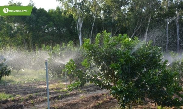 Tưới đúng cách giúp bưởi Diễn khỏe cây, sai quả.