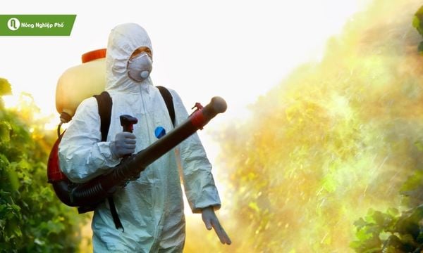 Chủ động phòng sâu bệnh để bưởi Diễn luôn khỏe mạnh.