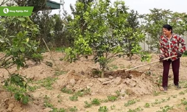 Bổ sung dinh dưỡng kịp thời nhờ phân bón qua lá