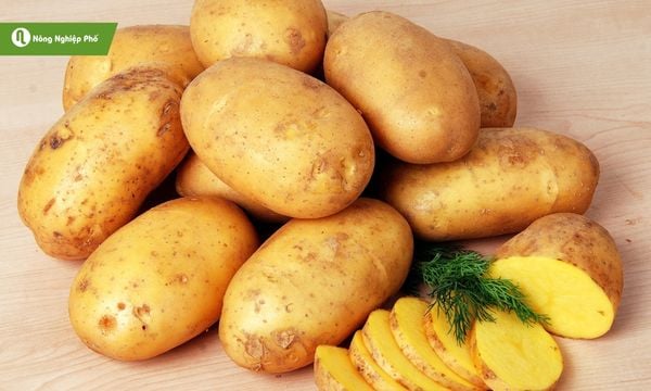 Hiểu cây khoai tây để nuôi dưỡng đúng cách.