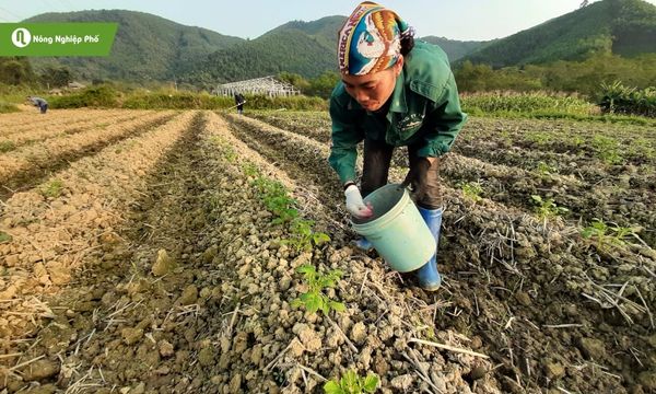 Bón lót đúng cách tạo nền dinh dưỡng vững chắc cho khoai tây ngay từ đầu.
