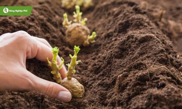 Khoai tây tăng tốc nhờ bón thúc đúng giai đoạn.