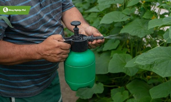 Bón phân qua lá giúp cây hấp thụ dưỡng chất tức thì.