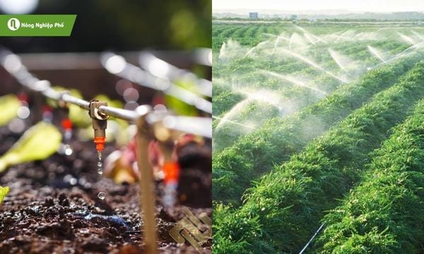 Phân phối dinh dưỡng đồng đều, tiết kiệm thời gian và công sức.