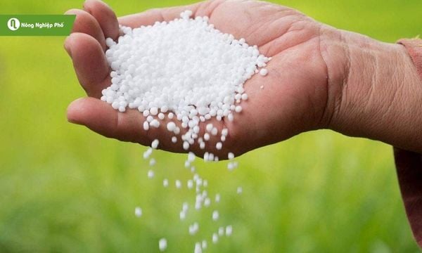 Phân urê là nguồn đạm dồi dào cho rau.