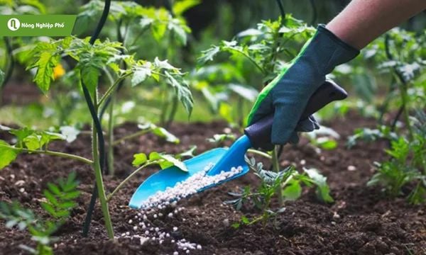 Bón phân ure cho rau rau xanh tốt, năng suất cao.