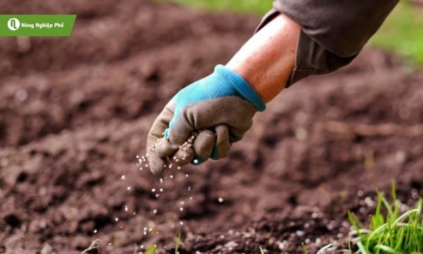 Rải đều phân, cây hấp thu nhanh.