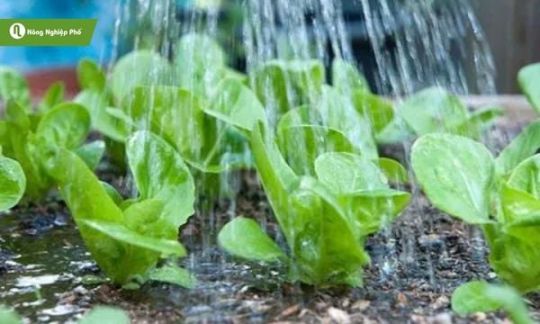 Hòa tan phân urê, tưới gốc thấm nhanh.