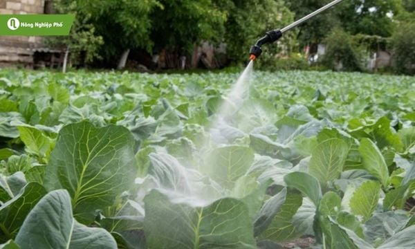 Phun nhẹ qua lá, rau xanh đều.