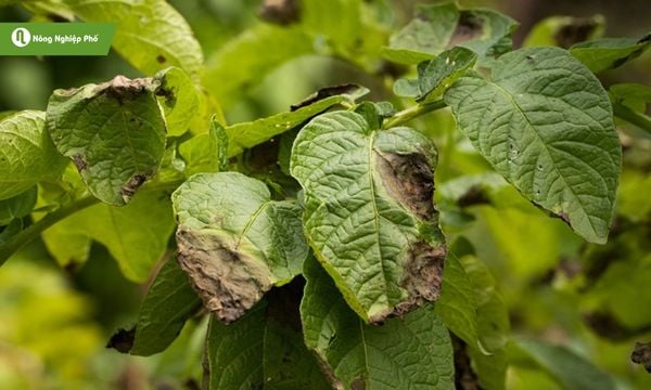 Cháy lá là dấu hiệu bón nhiều phân ure.