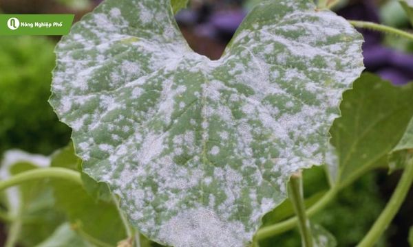 Bệnh phấn trắng khiến cây sinh trưởng kém