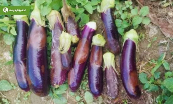 Bệnh thối nhũn làm giảm năng suất cây trồng