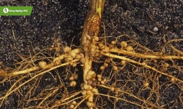 Bướu rể khiến cây bị suy dinh dưỡng