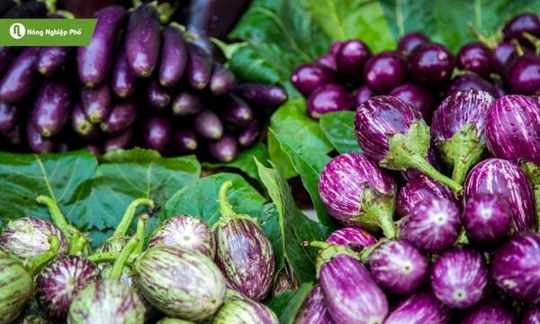 Cà tím - Loài cây quen thuộc của nhà nông