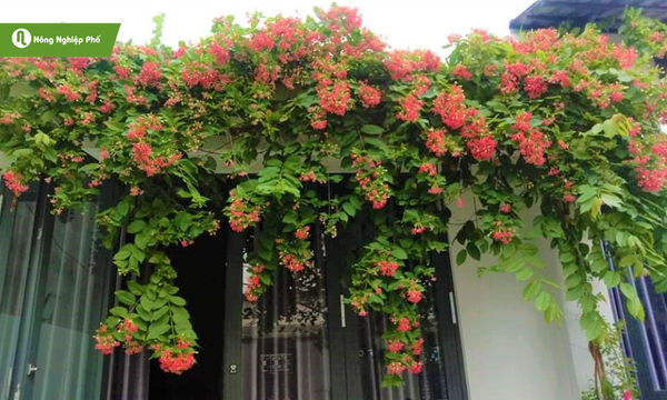 Dây sử quân tử