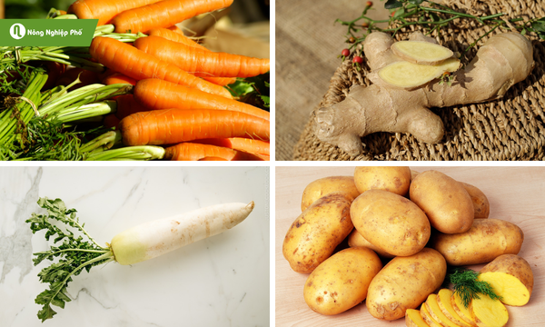 Một số loại củ khác trồng trong nhà