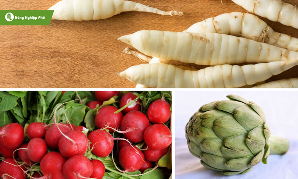 Các loại củ với màu sắc bắt mắt đầy dinh dưỡng