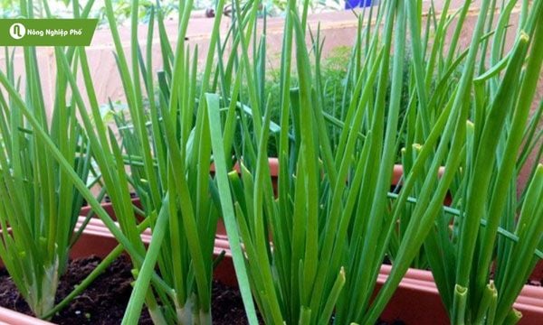 Hành lá không thể thiếu trong danh sách các loại rau dễ trồng