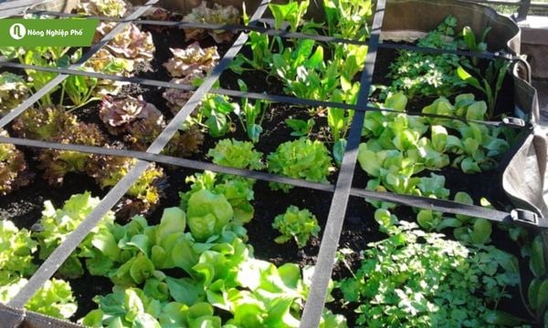 Trồng rau tại nhà đang trở thành xu hướng hiện nay