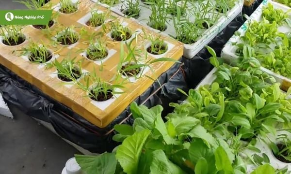 Rau ít bệnh đỡ công chăm sóc