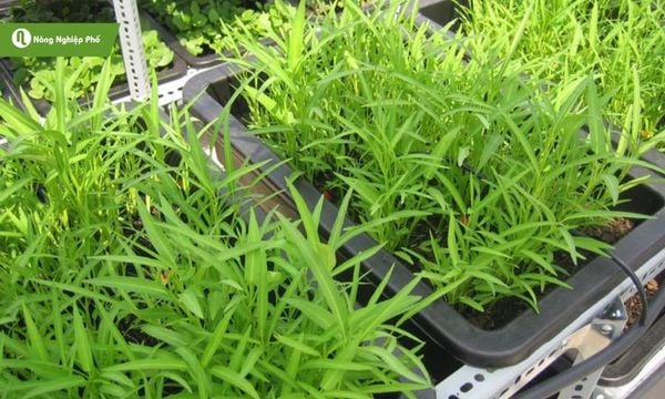 Rau muống dễ trồng và sinh trưởng tốt