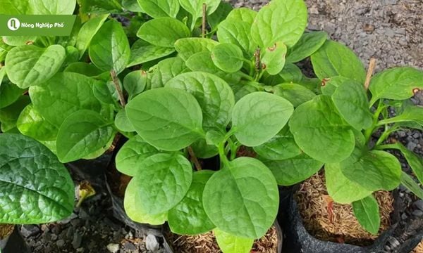 Rau mồng tơi thích hợp trồng tại nhà