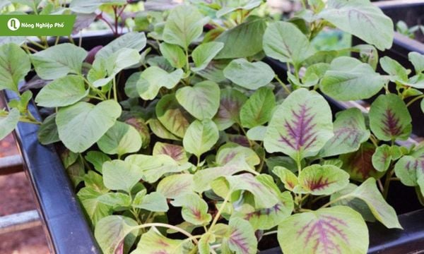 Rau dền dễ chăm sóc