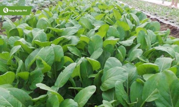 Cải ngọt trồng dễ dàng tại nhà