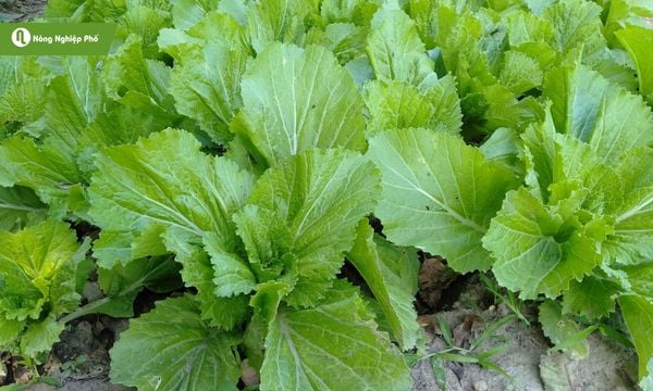 Cải bẹ xanh dễ trồng